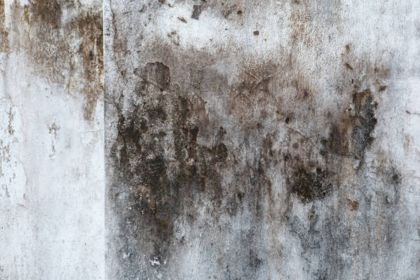 Best Crawl Space Mold Remediation  in Porterdale, GA