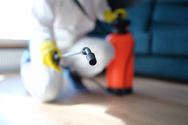Best Attic Mold Removal  in Porterdale, GA