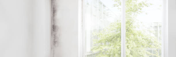 Environmental Consulting for Mold Prevention in Porterdale, GA