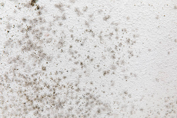 Best Residential Mold Inspection & Testing  in Porterdale, GA