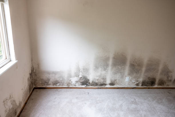 Best Mold Prevention Services  in Porterdale, GA